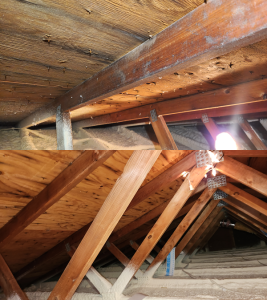 attic-mold-2.webp